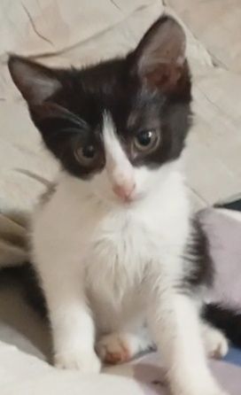 Котенок девочка, в заботливые руки