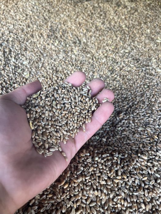 Vand grau calitate superioara,asigur transport