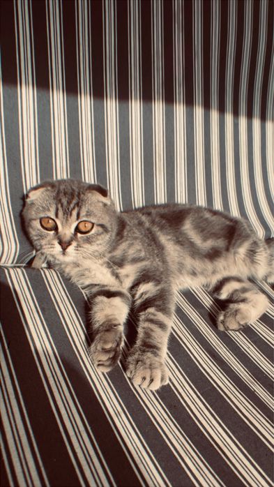 Продам котика шотланского вислоузого