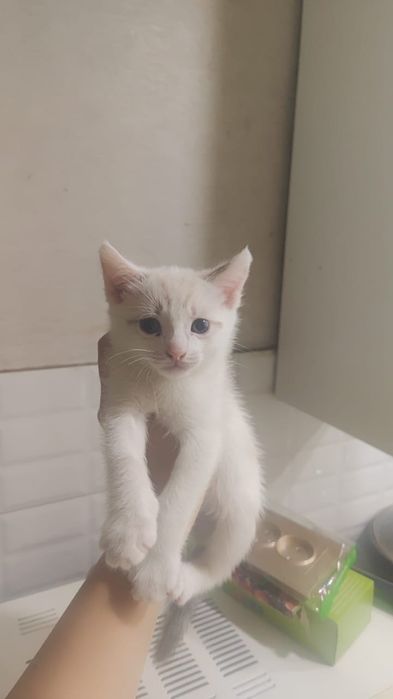 Отдам игривых  котят