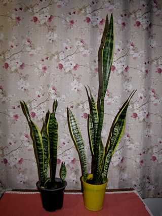 Сансевьера Лауренти (Laurentii).