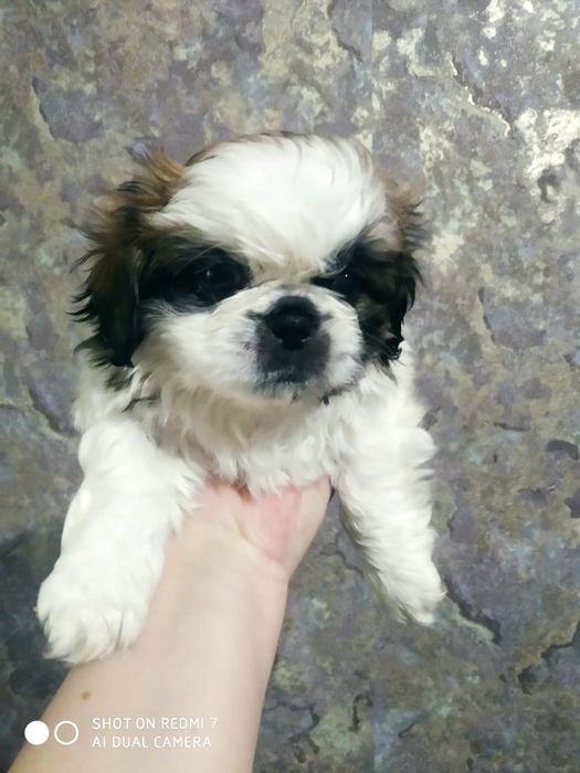 Продам щенят пикинеса