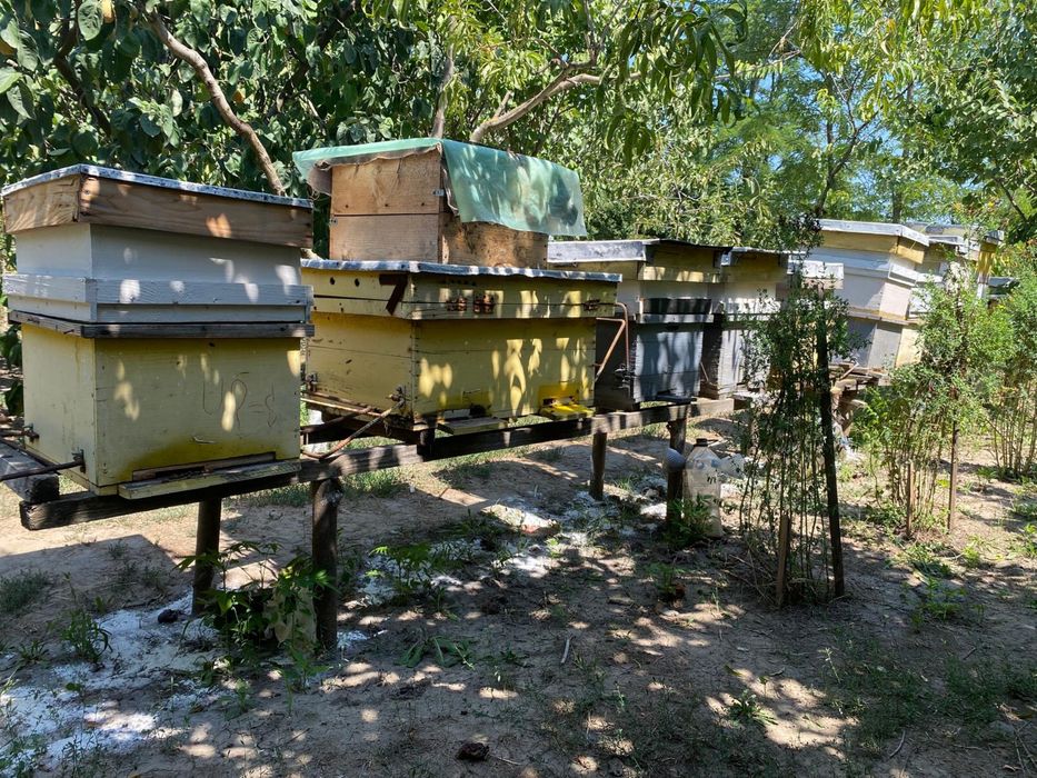 Stupi cu familii de albine