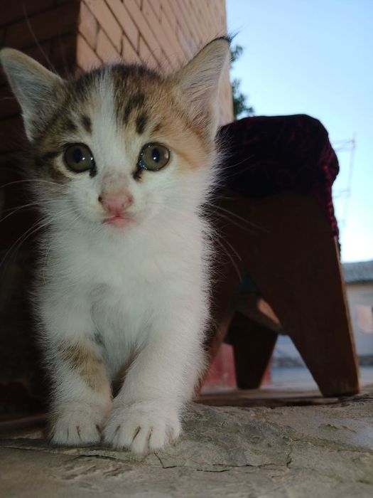 Отдам даром котенек