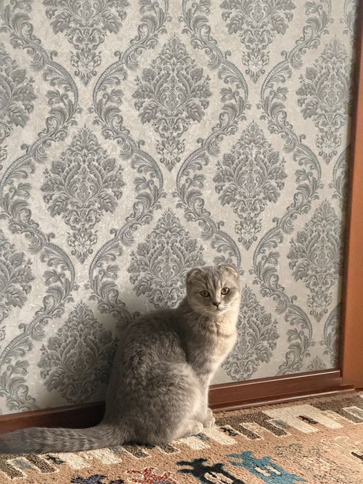 Отдам в хорошие руки