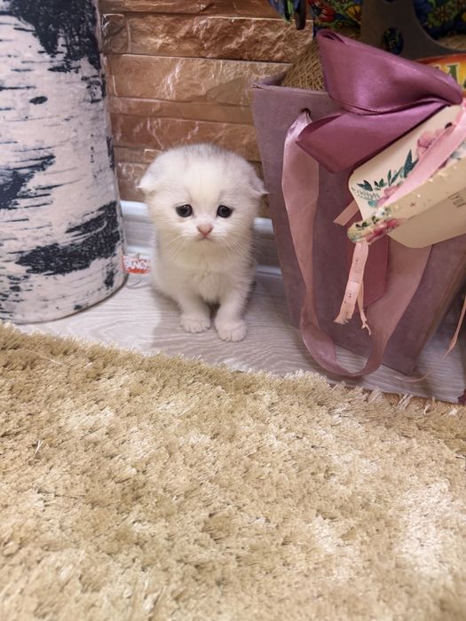 Шотланский Скоттиш Фолд!