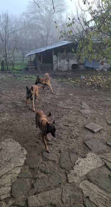 Белгийска овчарка Малиноа