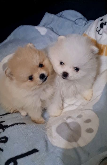 Померан мини мъжко и женско