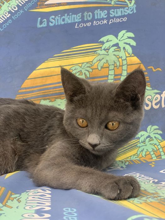 Кошка Шартрез пародистая