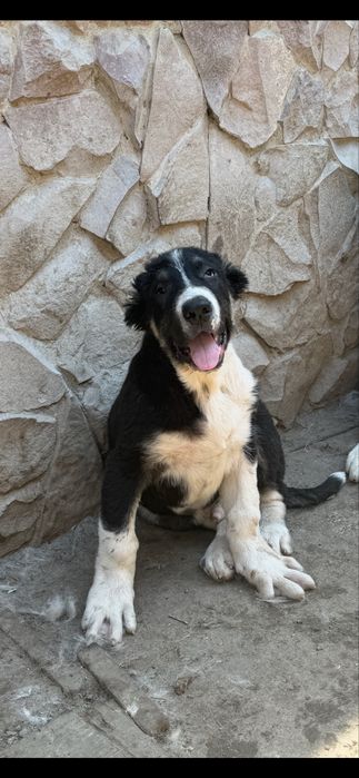 Щенки тобета, кушык сатылымда!