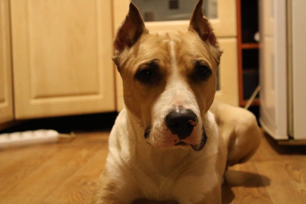 Продается щенок стаффордширский терьер