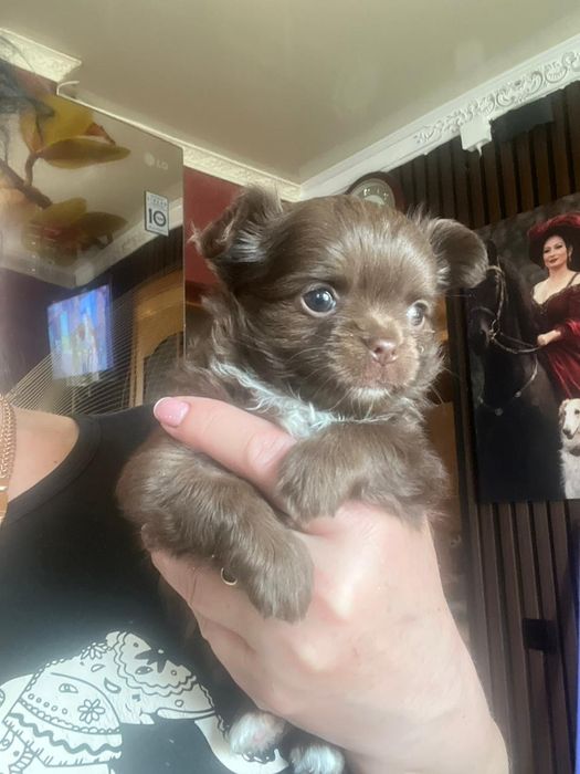 Чихуахуа девочка шоколадная