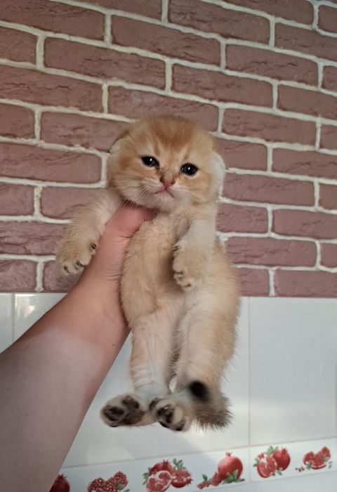 девочка скоттиш фолд золотая шиншилла