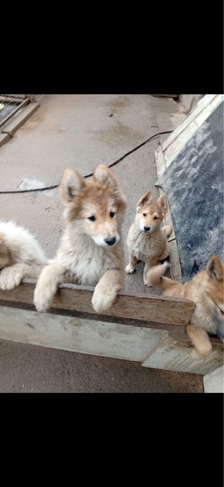 Щенки Лайки Зарадно Сибирской