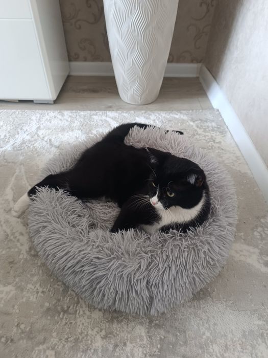 Лежанка для котят