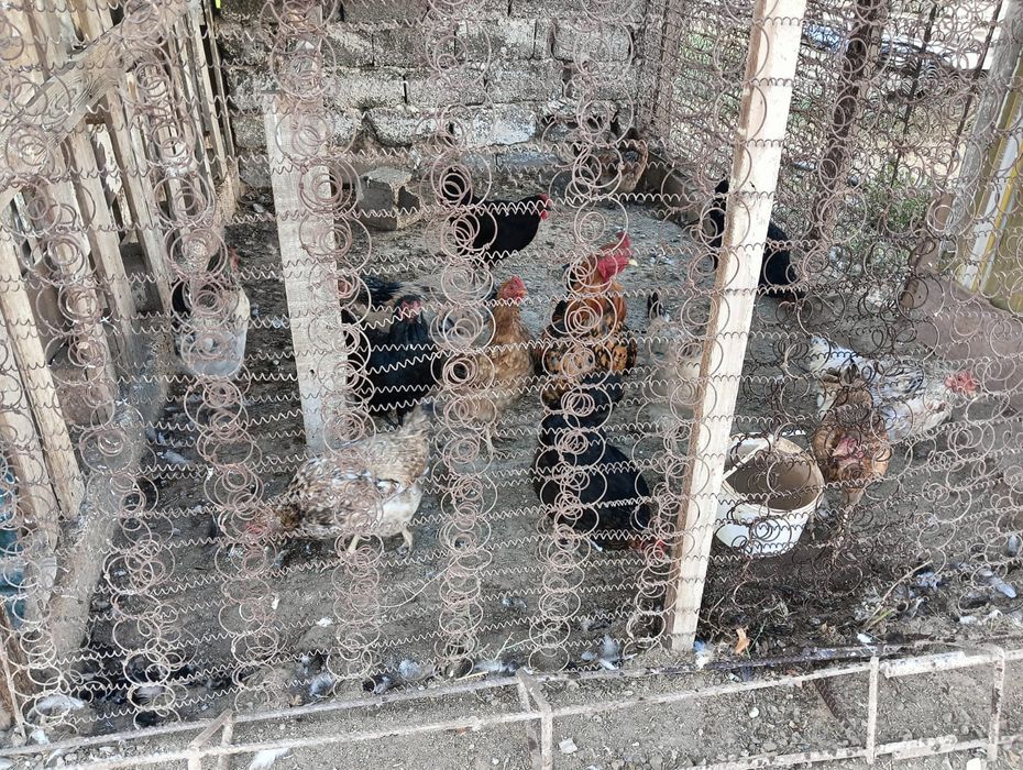 Продается курицы