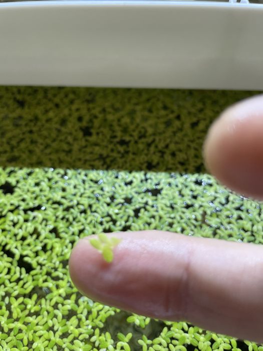 Lintiță - Lemna minor (Duckweed )Plante acvariu de suprafață