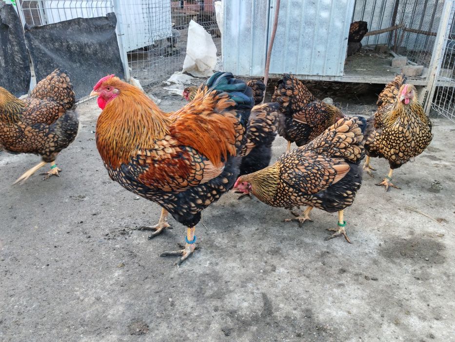 Ouă pt incubat wyandotte GSG