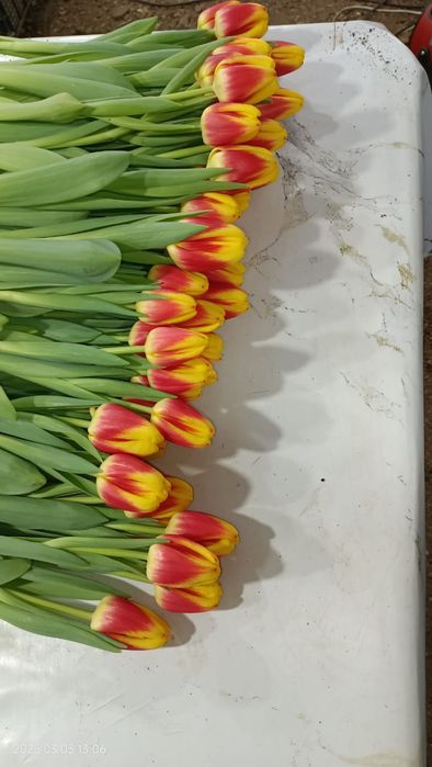 Тюльпаны оптом на 8 марта и гиацинты