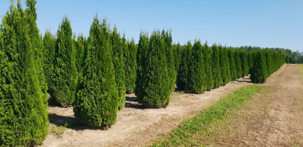 Tuia Leylandii-smarald la înălțime de 3m-4m, perdea verde naturală/