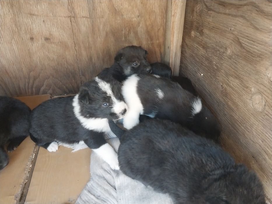 Щенята отдам в добрые руки