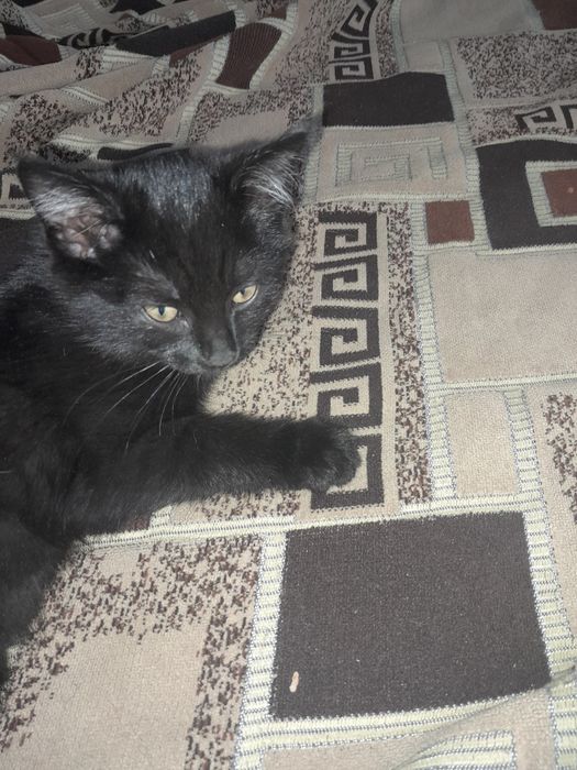 Отдам в добрые руки