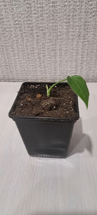 Продам цветы цена 500