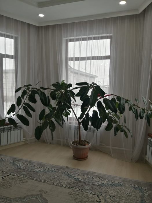 Крупный Комнатный фикус