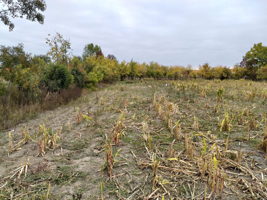 Casa cu pamant de vanzare in Satul Berechiu