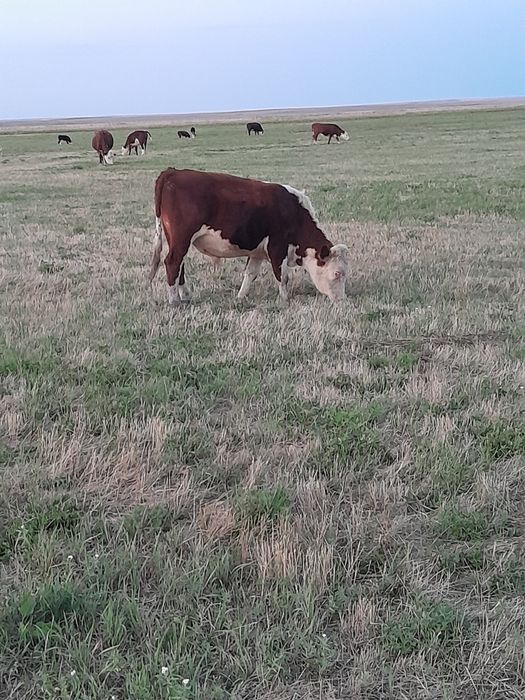 Ақбас бычок 2 бас