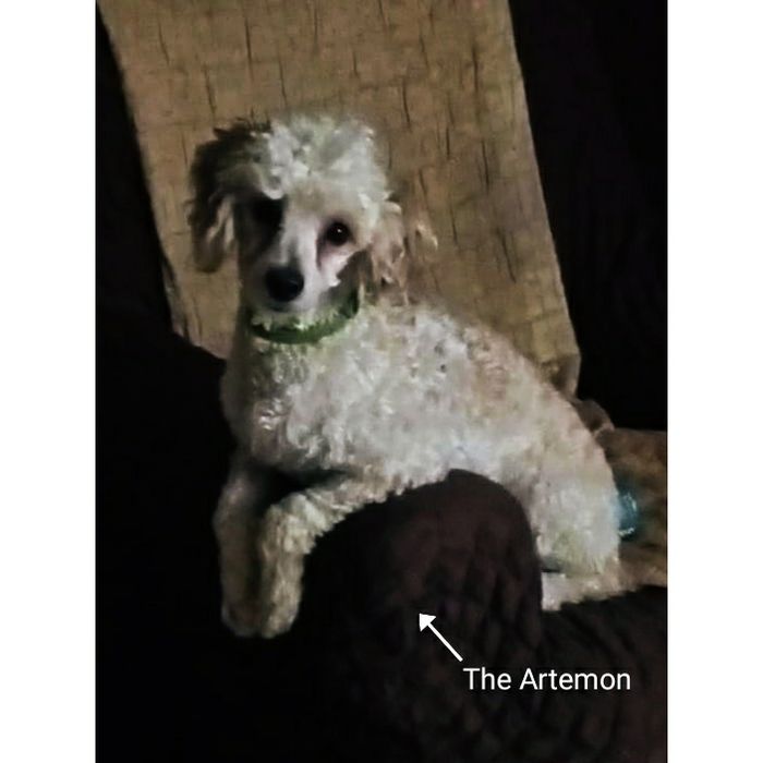 Вязка Пудель на вязку