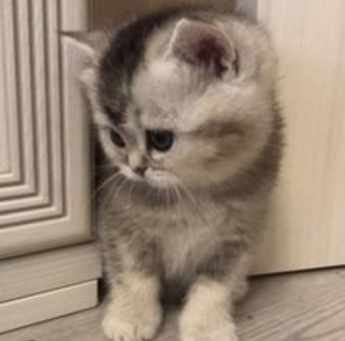 Продаются  котята шиншиллы
