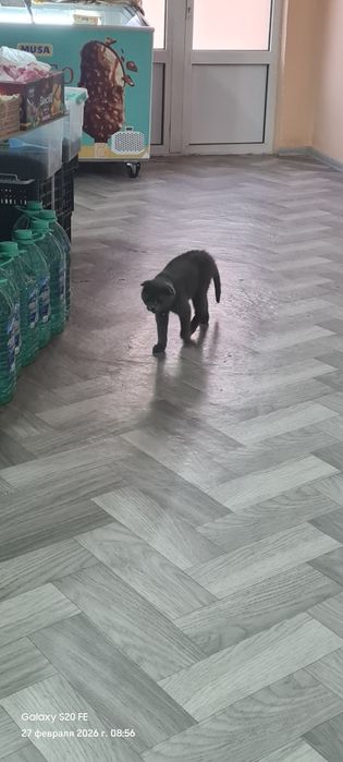 Жуда хам аклли угил мушукча сотилади