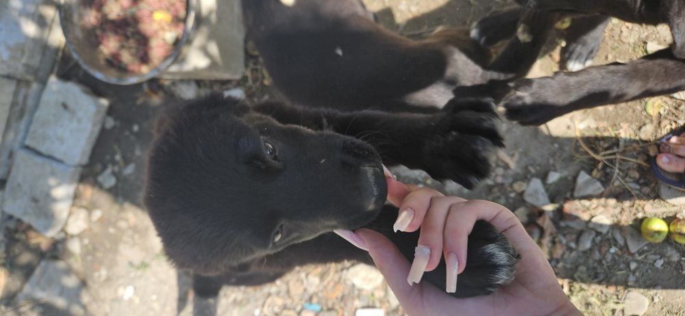 Dau spre adopție  cățeluși talie mare