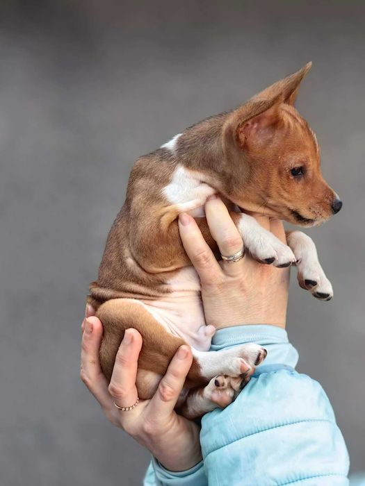 Cățeluș Basenji pentru o pernă moale. Urgent. Nu pentru reproducere!