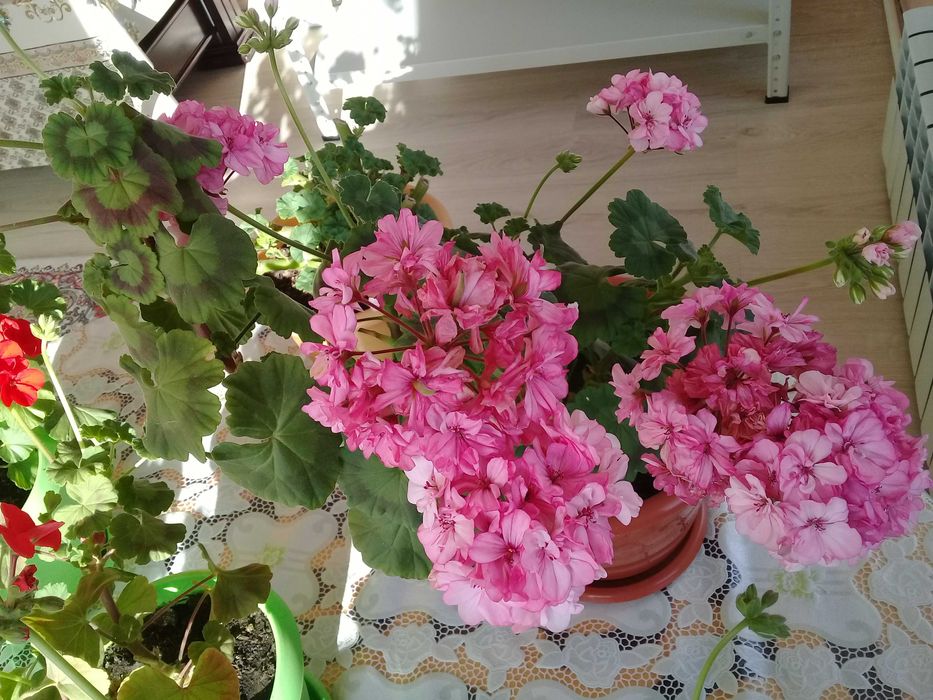 Продам цветы пеларгонию