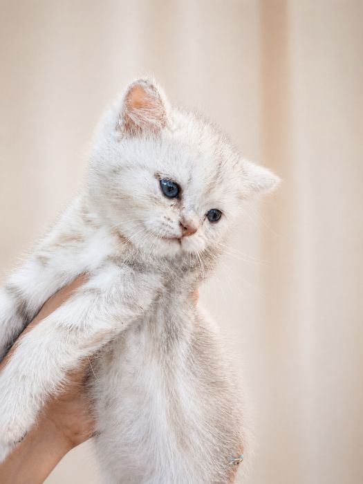 Котята золотая и серебристая шиншилла ищут дом (продаются!)
