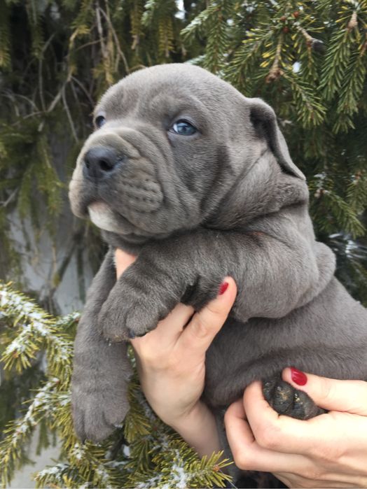 Щенки американский булли