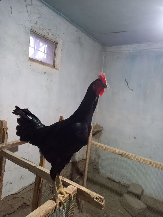 Кора Жерси зотли хуроз.