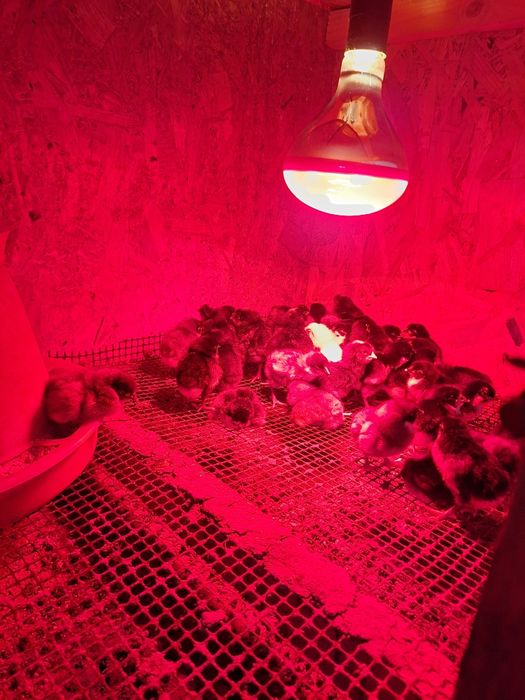 Pui de Marans ;Australorp:Crem legbar; Olive