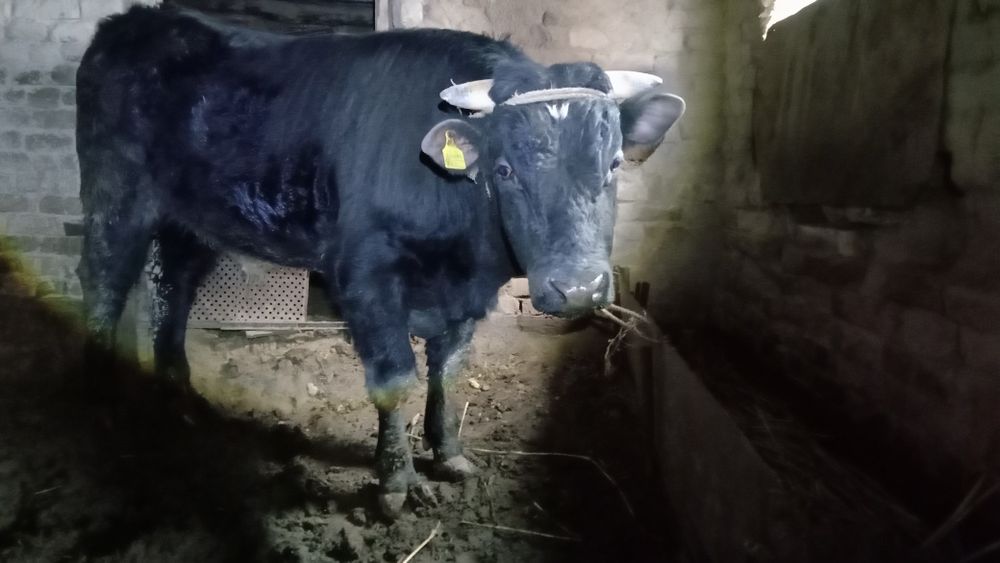 Бука сатылады жагдайын жаксы