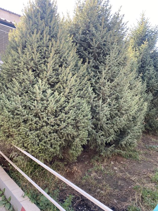 Елий зеленные