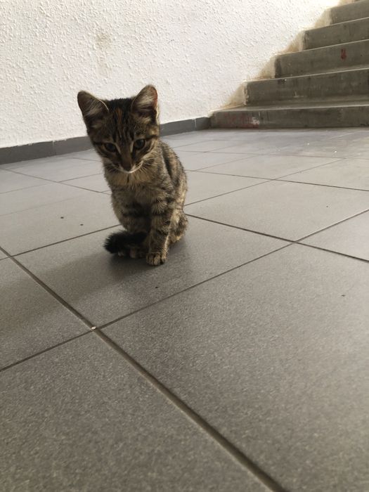 Котенок табби ( тигровый)