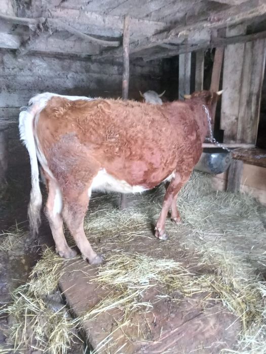 Vand jurinca gestanta 9 luni