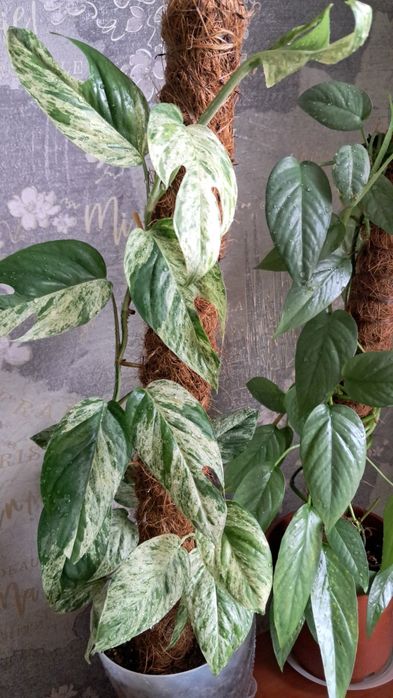 Комнатные цветы неприхотливые