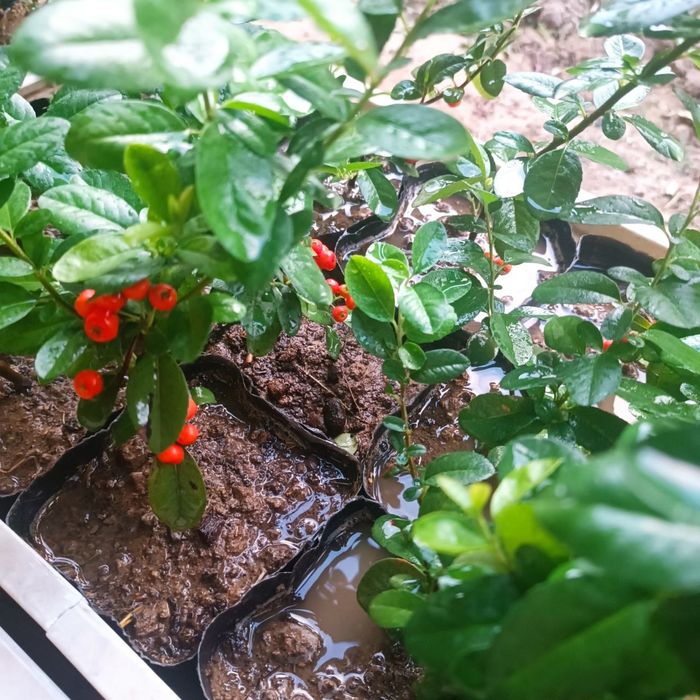 Пироканта расстение