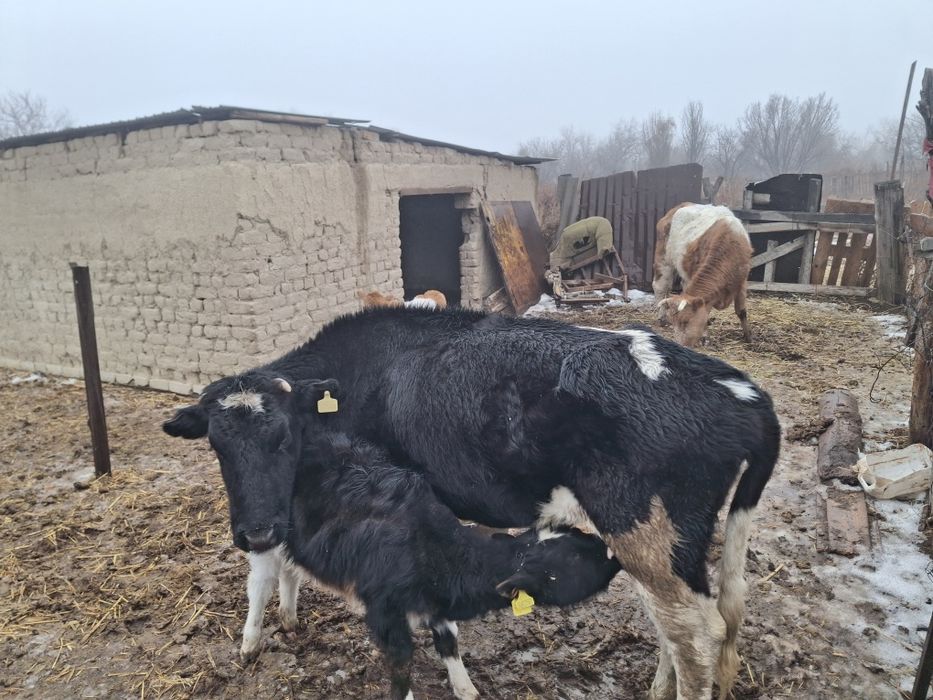 Бұзаулы сиыр 4 тума