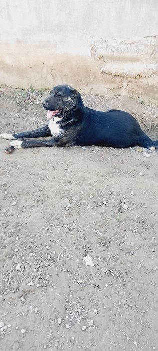 Алабай сатылады Алабай