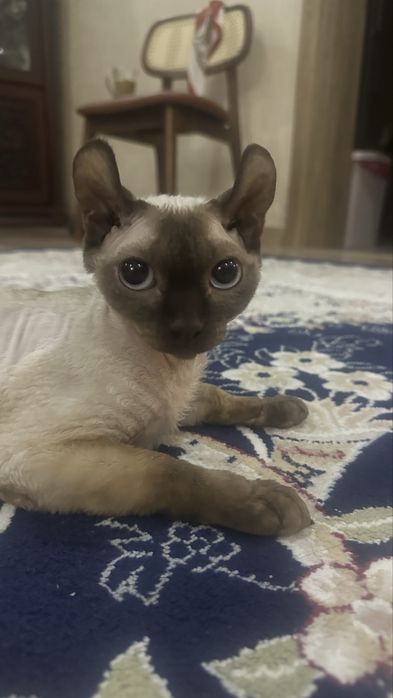 Отдам кошечку в хорошие руки