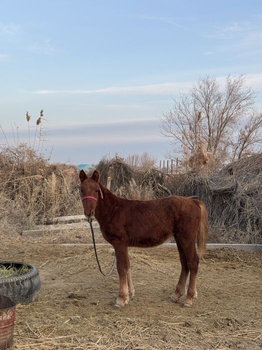 Тай сатылады.